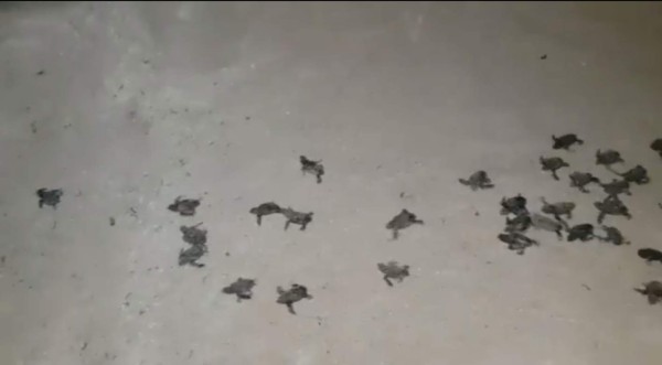 VIDEO: Bebés tortugas caminan hacia el mar en Roatán&nbsp;&nbsp;