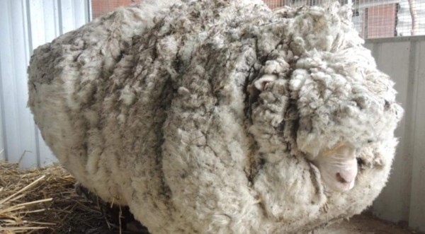 Muere Chris, la oveja con más lana del mundo