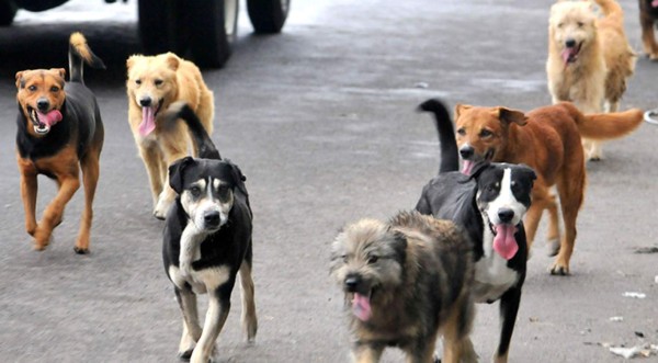 Viral: Perros callejeros rescatan de la muerte a bebé que fue abandonada en desagüe