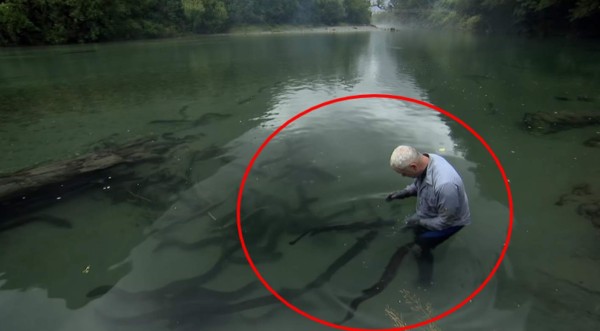 Video viral: Hombre se mete a un río lleno de 'criaturas sanguinarias' y sobrevive