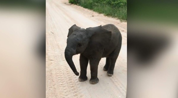 Este bebé elefante se está ganando el corazón de muchos internautas.