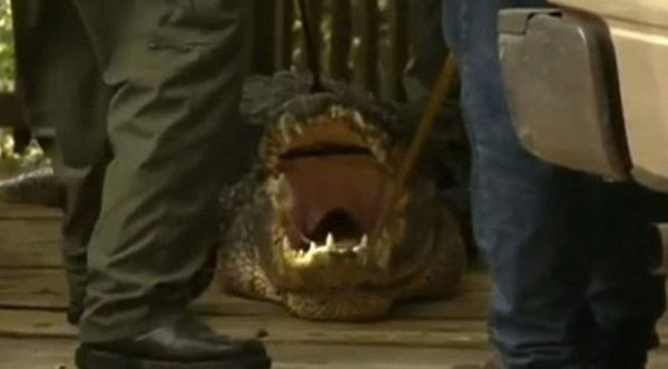 Caimán mata a hombre en un río de la Florida