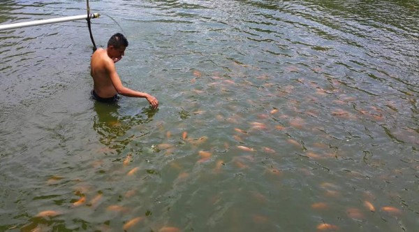 Organizan microempresas de productores de tilapia