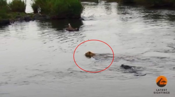 Video viral en YouTube: León se salva de morir devorado por feroz cocodrilo