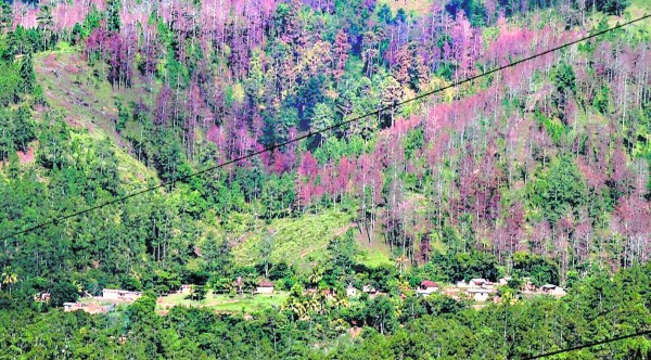 Hay 108 millones de lempiras para combatir el gorgojo