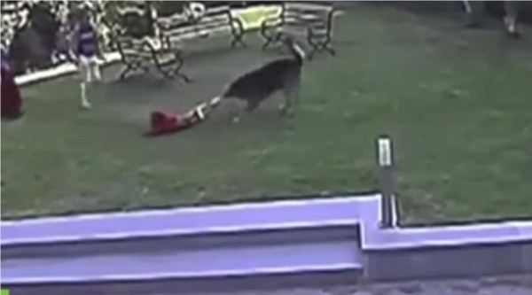 El niño de 10 años luchó contra el animal para proteger a su hermana. Foto YouTube.