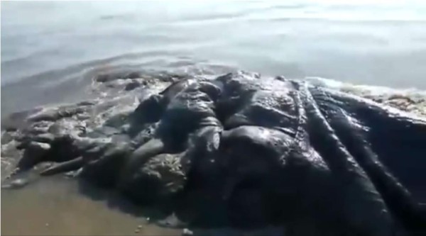 Hallan cadáver de extraña especie marina en playa de Acapulco   