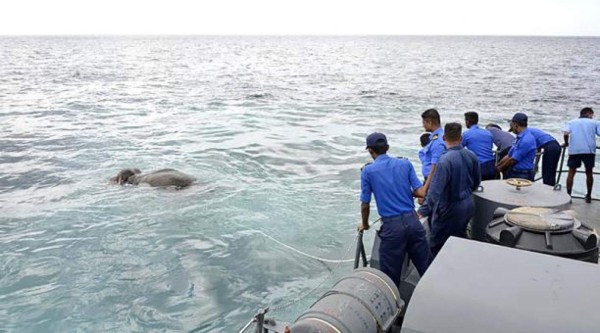 La Marina de Sri Lanka rescata un elefante en alta mar
