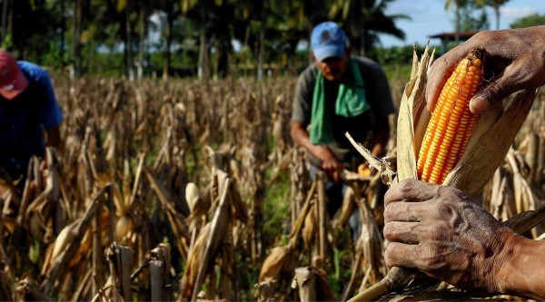 Unos L5,188 millones mueve el sector de granos básicos en Honduras