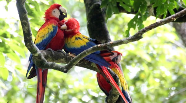 Honduras recibirá 50 avituristas internacionales en tres parques