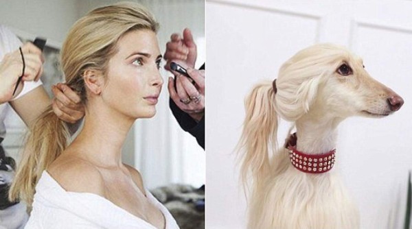 Estallan las burlas contra Ivanka Trump por esta perrita influencer