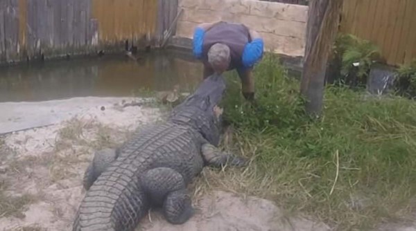 Impactante video del momento en el que un temerario besa a un caimán y este lo ataca