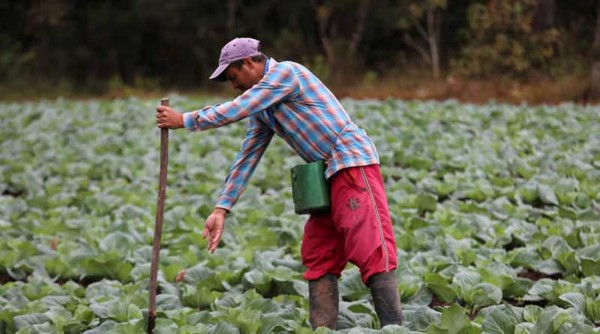 Protocolo de bioseguridad por COVID-19 para el sector agrícola en Honduras