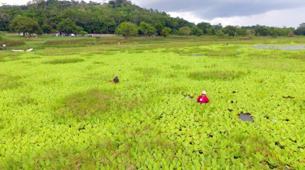 Otra vez el lirio acuático se adueñó de la laguna Jucutuma