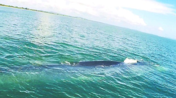 VIDEO: La ballena Gran Berta causa asombro en Tela
