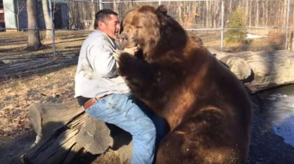 Enorme oso demuestra cariño hacia su cuidador