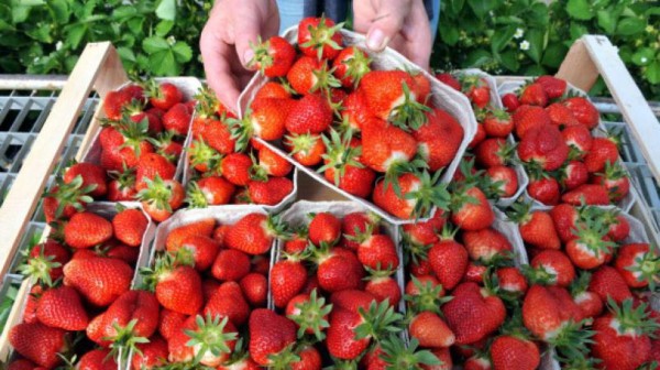 Investigan sabotaje con agujas escondidas en fresas en Australia