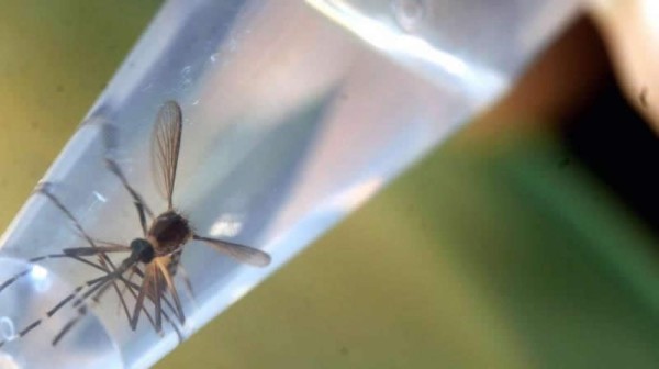 Costa Rica declara alerta por malaria ante migración desde Nicaragua