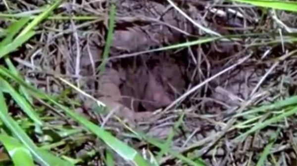 Preso quiso imitar fuga del 'Chapo' y terminó atascado en su túnel