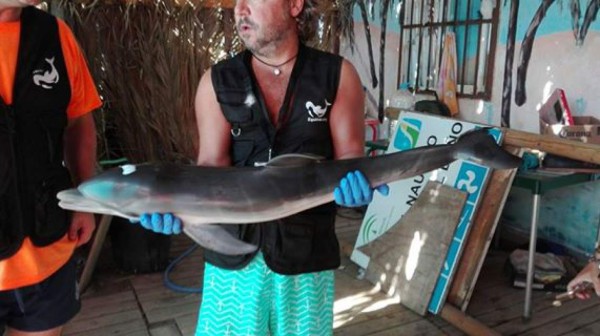Cría de delfín muere tras ser fotografiada por bañistas