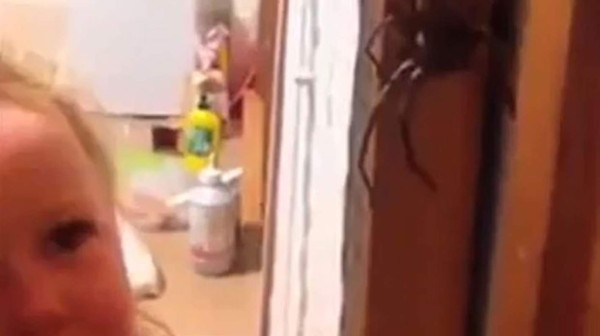 La valiente bebé cuando observa y luego toca a la araña. Foto YouTube.