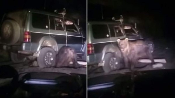 Detienen a tres rusos por atropellar a un oso para violarlo