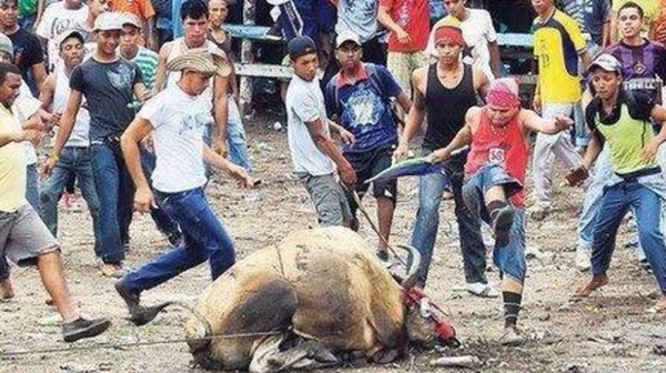 A patadas, pedradas y cuchilladas matan a un toro en Colombia