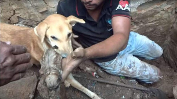 Video Viral: perra escarba entre los escombros para rescatar a sus cachorros