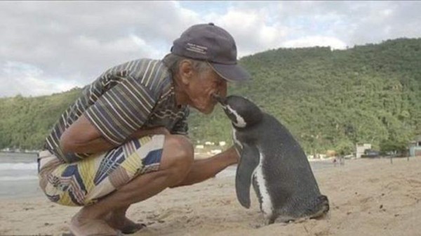 Conmovedor: Pingüino visita cada año al hombre que le salvó la vida