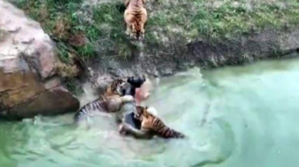 China: Lanzan un burro vivo para alimentar a tigres hambrientos