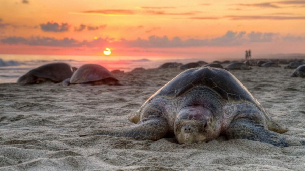 Arribada de tortugas en Costa Rica deslumbra a turistas