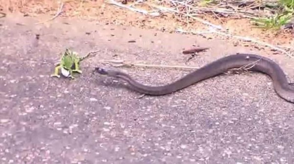 ¿Quién gana? Mira el video. Foto YouTube.