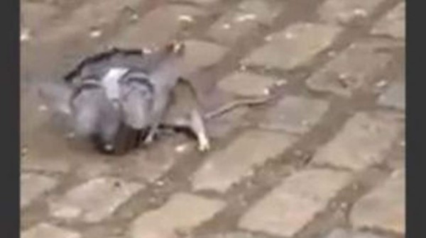 Pelea a muerte entre una paloma y rata en calle de Nueva York