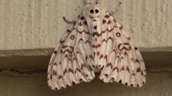 Los insectos más extraños del mundo&nbsp;&nbsp;