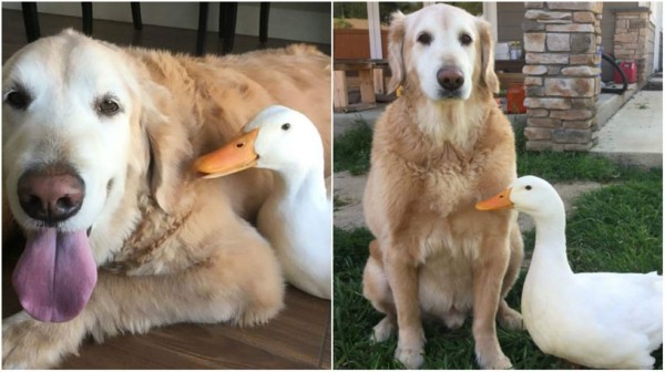 La amistad entre un perro y pato