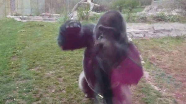 Un gorila se enfurece ante broma de una niña en Nebraska