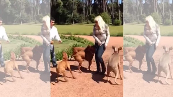 El video subido a la red social YouTube titualdo 'Así me reciben, por diosss!!' muestra el amor que desprenden varios caninos hacia su amo cuando llega a casa. Foto YouTube.