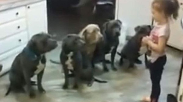 Los perros no pasarían los tres años de edad. Foto YouTube.