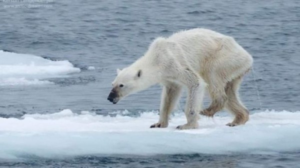 La impactante imagen de una osa polar desnutrida le da la vuelta al mundo