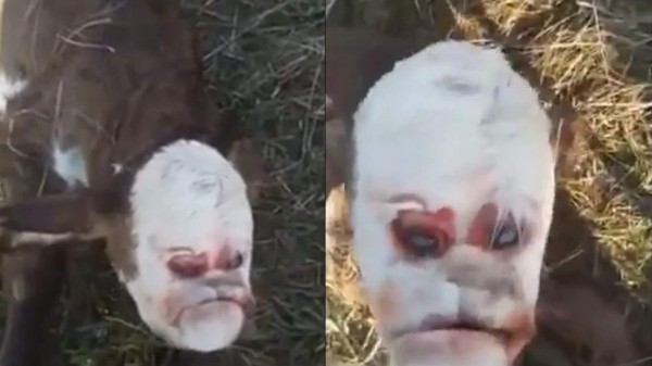 Video Viral: nace ternero con ‘cara de humano’ y aterroriza a un pueblo