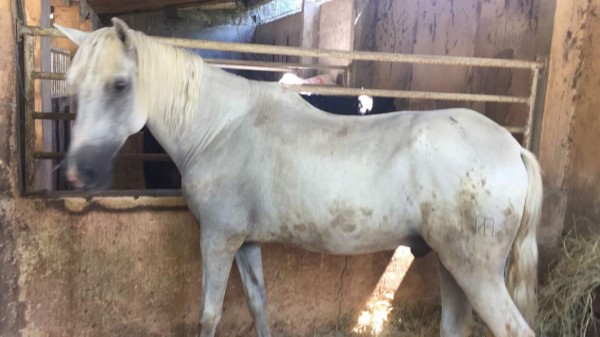 Bienes incautados en operación Aguán II son del 'hombre de confianza” de los Cachiros