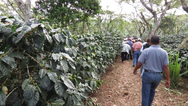 Buscan asignar unos L780 millones para reactivar el sector cafetalero