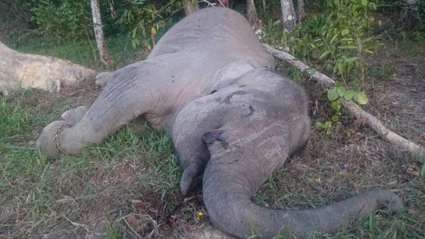 Indignación en las redes sociales por muerte del elefante Yongki