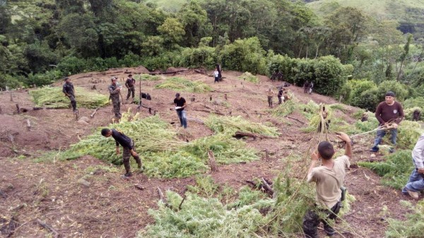 Fusina destruye una plantación de 24 manzanas de marihuana