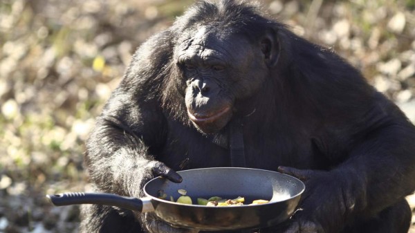 Los chimpancés saben cocinar