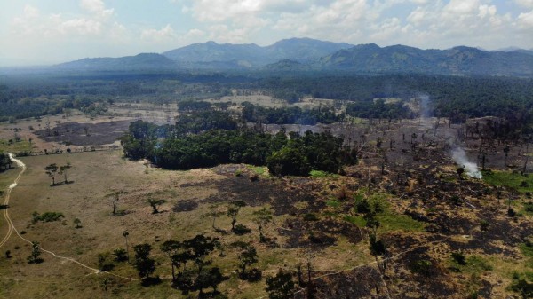 Desastre ecológico: fuego y tala consumen parte de Punta Izopo