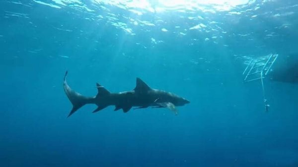 Estrella de cine para adultos es mordida por tiburón cuando filmaba