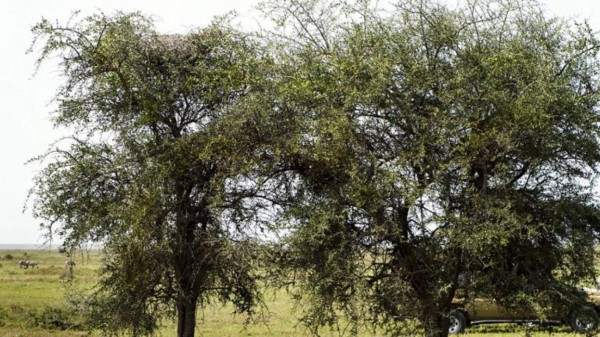 ¿Logras ver dónde está el leopardo?