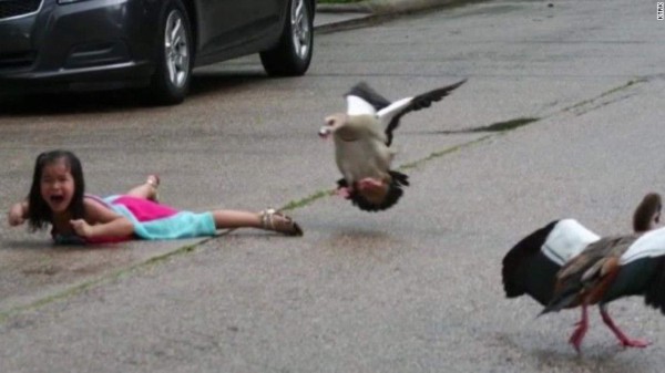 ¡Mamá pata al ataque!