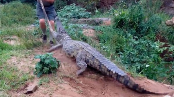 Cocodrilo se venga de un hombre que lo estaba molestando